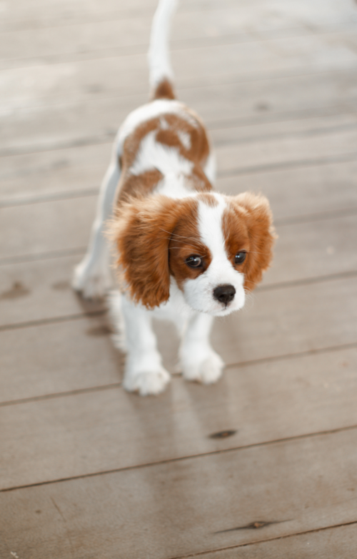 Cavalier King Charles Spaniel Puppy For Sale - Windy City Pups